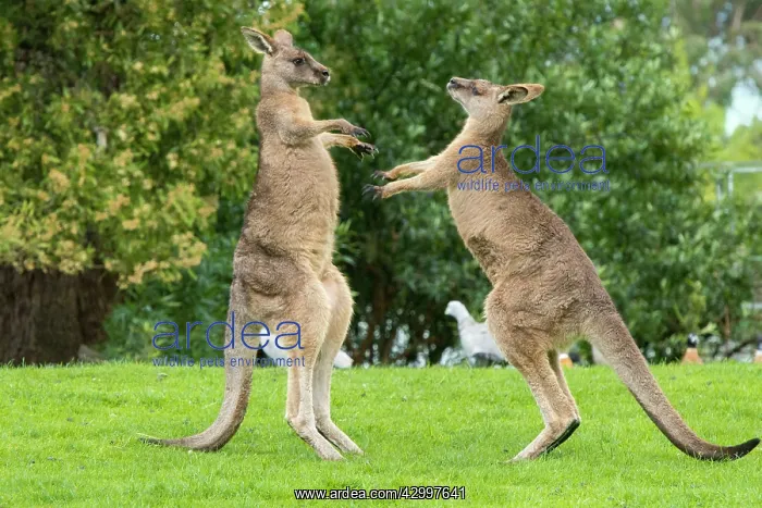: Forester Kangaroo adult males fight for dominance : Forester Kangaroo adult males fight for dominance