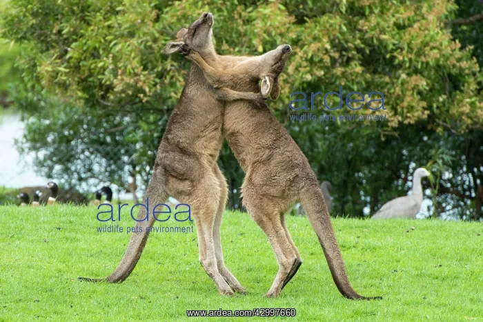 : Forester Kangaroo adult males fight for dominance : Forester Kangaroo adult males fight for dominance