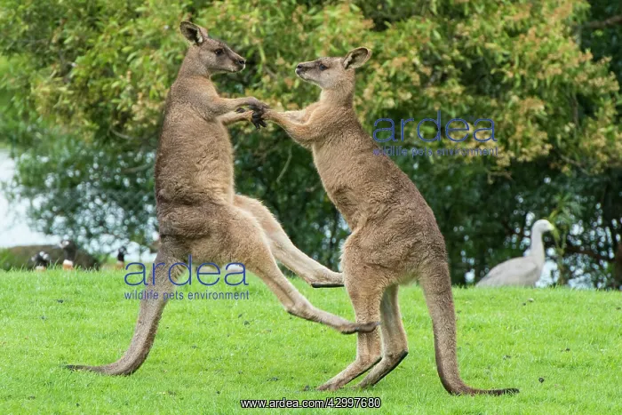 : Forester Kangaroo adult males fight for dominance : Forester Kangaroo adult males fight for dominance