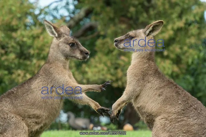 : Forester Kangaroo adult males fight for dominance facing off : Forester Kangaroo adult males fight for dominance facing off