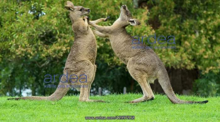 : Forester Kangaroo adult males fight for dominance kicking : Forester Kangaroo adult males fight for dominance kicking