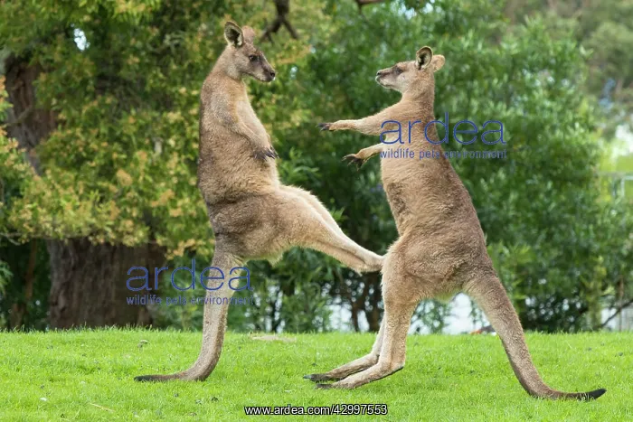 : Forester Kangaroo adult males fight for dominance kicking : Forester Kangaroo adult males fight for dominance kicking