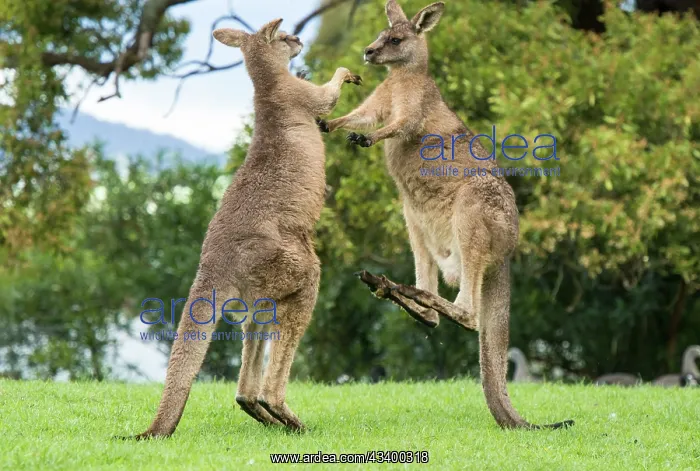 : Forester Kangaroo adult males fight for dominance kicking : Forester Kangaroo adult males fight for dominance kicking