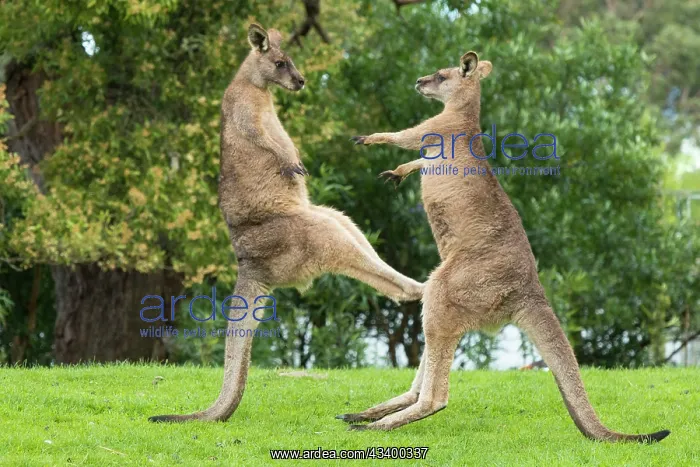 : Forester Kangaroo adult males fight for dominance kicking : Forester Kangaroo adult males fight for dominance kicking