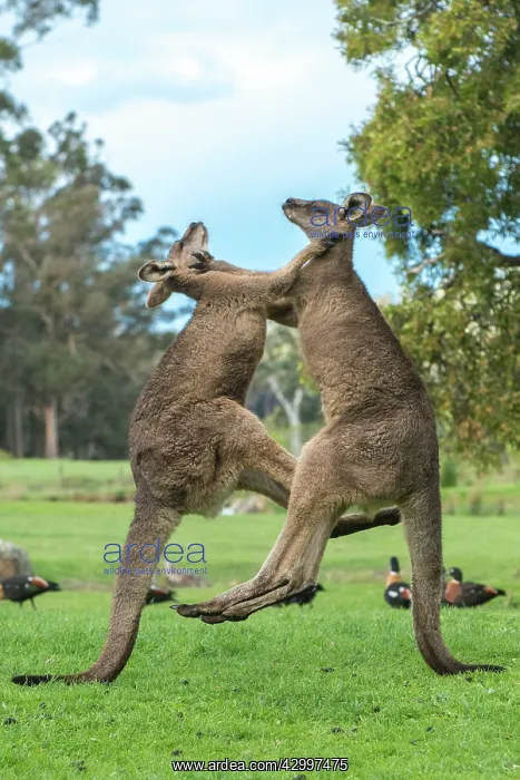 : Forester Kangaroo adult males fighting for dominance : Forester Kangaroo adult males fighting for dominance