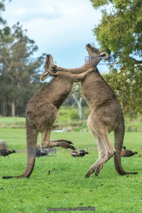 : Forester Kangaroo adult males fighting for dominance : Forester Kangaroo adult males fighting for dominance