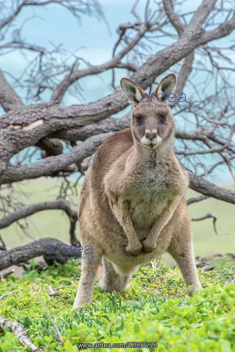 : Forester Kangaroo adult sheltering from storm using : Forester Kangaroo adult sheltering from storm using