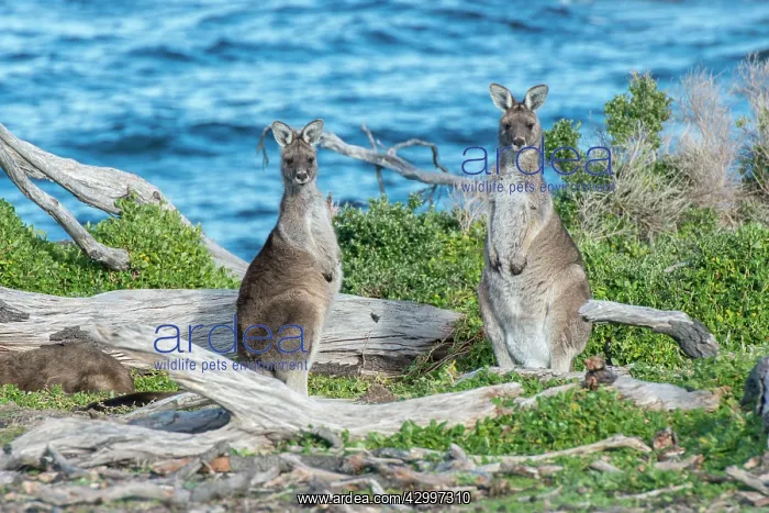: Forester Kangaroo on alert : Forester Kangaroo on alert