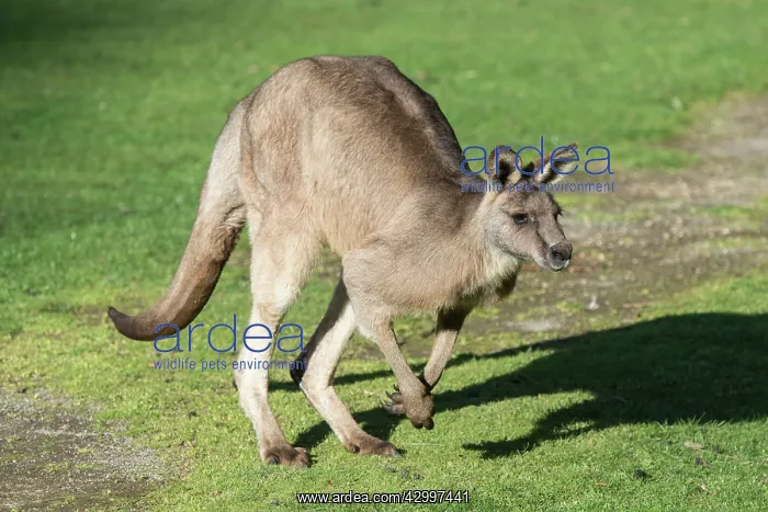 : Forester Kangaroo hopping out onto grass area to graze : Forester Kangaroo hopping out onto grass area to graze