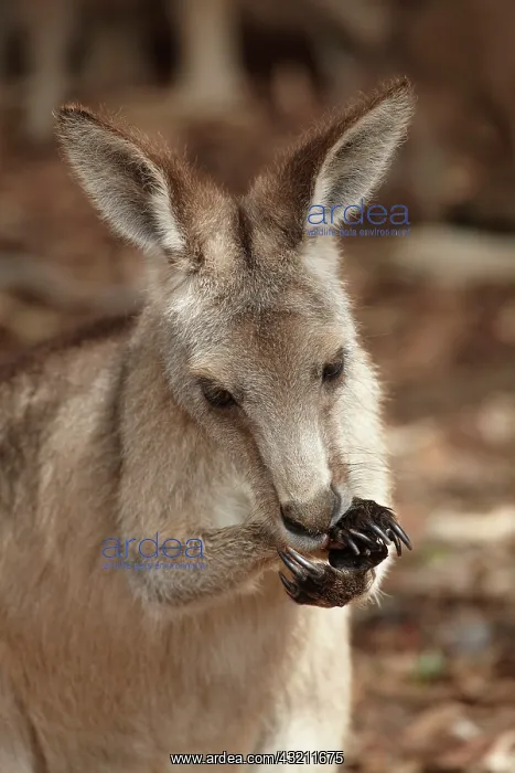 : Forester Kangaroo ( Macropus giganteus tasmaniensis : Forester Kangaroo ( Macropus giganteus tasmaniensis
