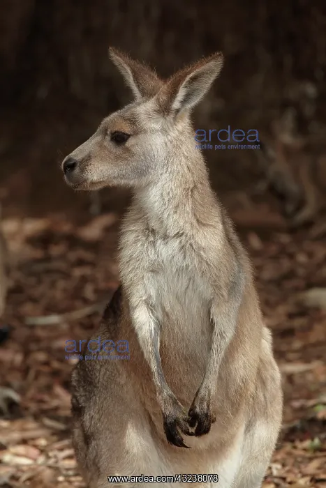 : Forester Kangaroo ( Macropus giganteus tasmaniensis : Forester Kangaroo ( Macropus giganteus tasmaniensis