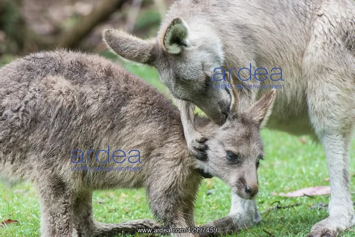 : Forester Kangaroo mother grooming joey aged 8-10 months : Forester Kangaroo mother grooming joey aged 8-10 months