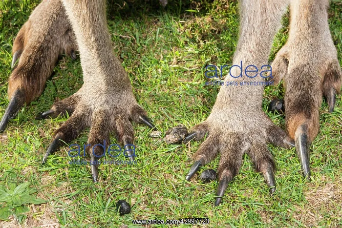 : Forester Kangaroo showing powerful arm and leg claws : Forester Kangaroo showing powerful arm and leg claws