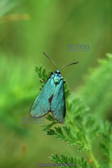 : The Forester Moth : The Forester Moth
