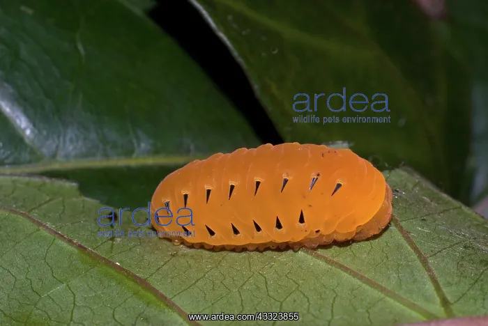 : Forester Moth caterpillar : Forester Moth caterpillar