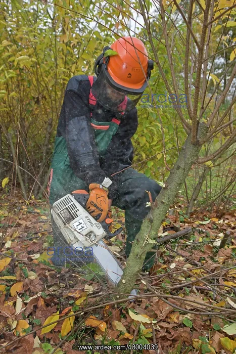 : Forester / Tree Surgeon : Forester / Tree Surgeon