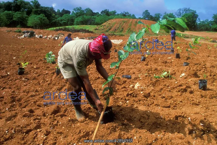 : Forestry. Replanting, rainforest rehabilitation : Forestry. Replanting, rainforest rehabilitation