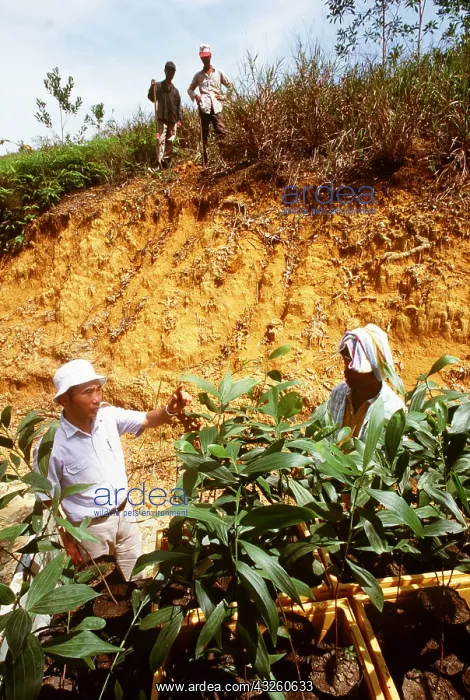  : FORESTRY - Kinarut Japan Int'l Co-operation Agency