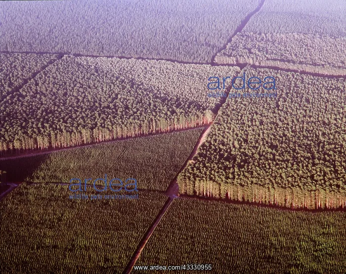 : FORESTRY - Pine, Primary Industry: Foestry : FORESTRY - Pine, Primary Industry: Foestry
