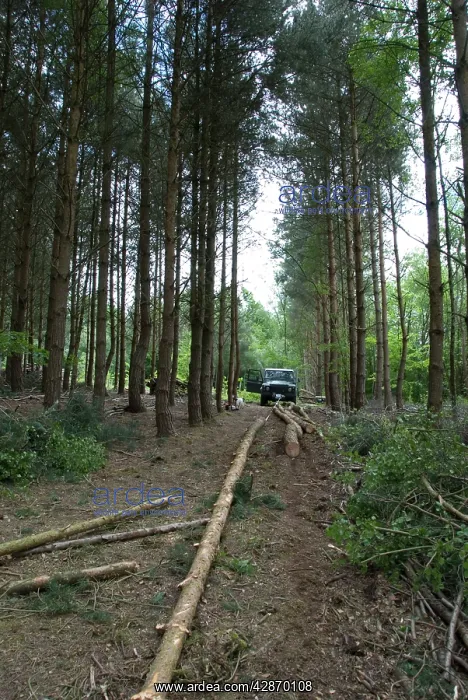 : Forestry - Scots and Corsican Pine Trees - felled : Forestry - Scots and Corsican Pine Trees - felled