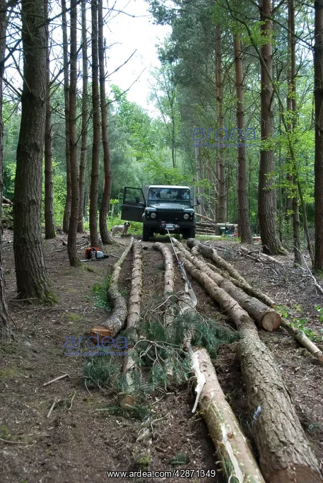 : Forestry - Scots and Corsican Pine Trees - felled : Forestry - Scots and Corsican Pine Trees - felled