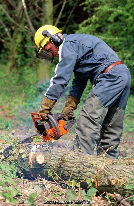  : Forestry Worker - using chainsaw