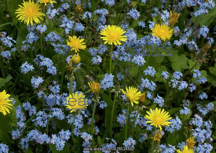 : Forget-Me-Not : Forget-Me-Not