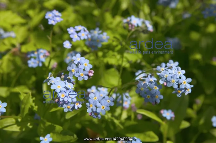  : Forget-me-not