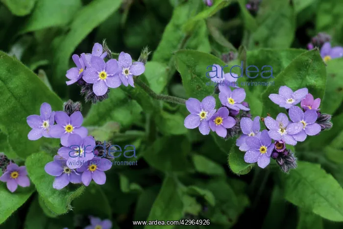 : Forget-me-not : Forget-me-not
