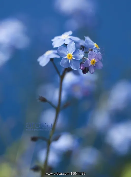 : Forget-me-not : Forget-me-not