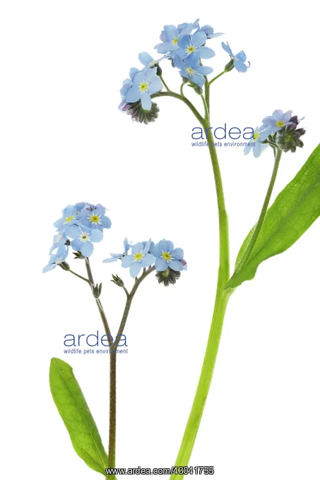 : Forget-me-not : Forget-me-not