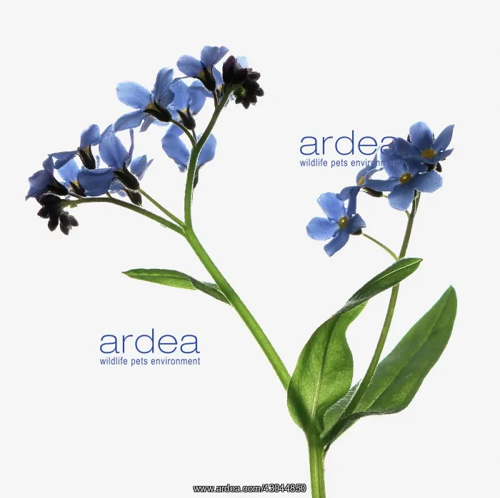 : Forget-me-not : Forget-me-not