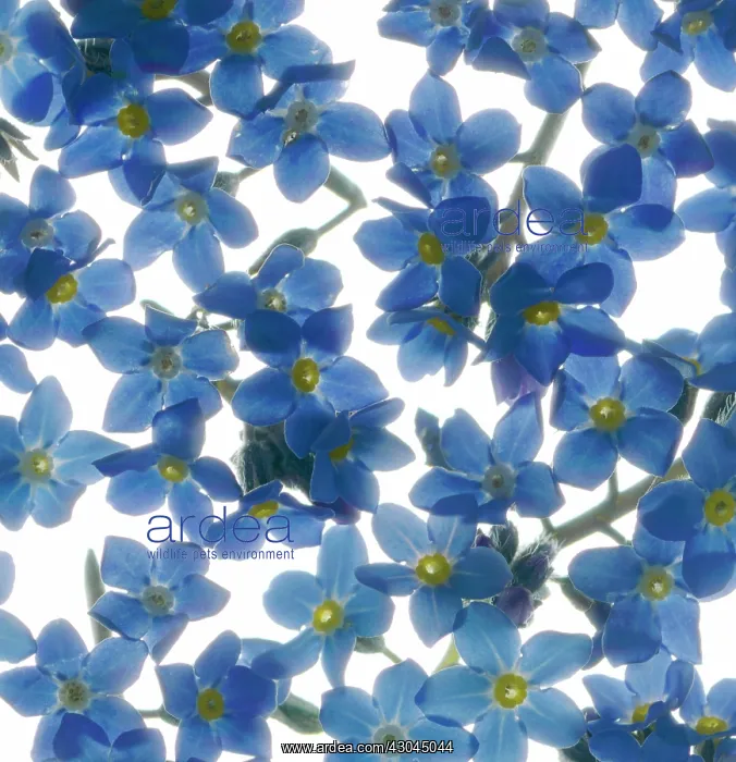  : Forget-me-not