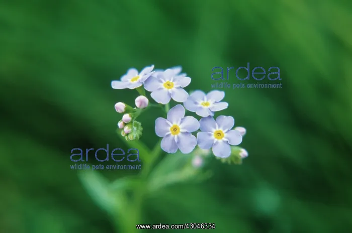 : Forget-me-not : Forget-me-not