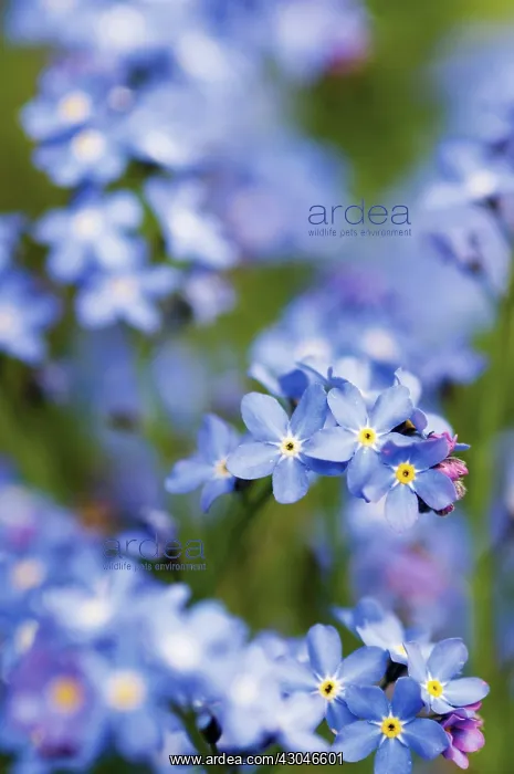 : Forget-me-not : Forget-me-not