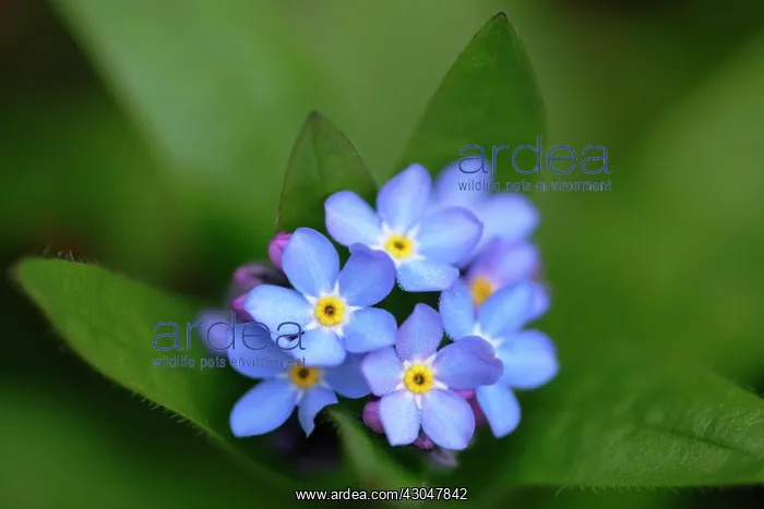 : Forget-me-not : Forget-me-not
