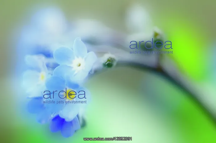 : Forget-me-not : Forget-me-not