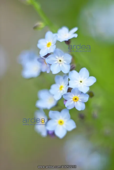 : Forget-me-not : Forget-me-not