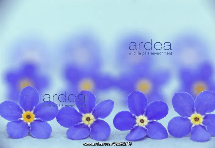 : Forget-me-not : Forget-me-not