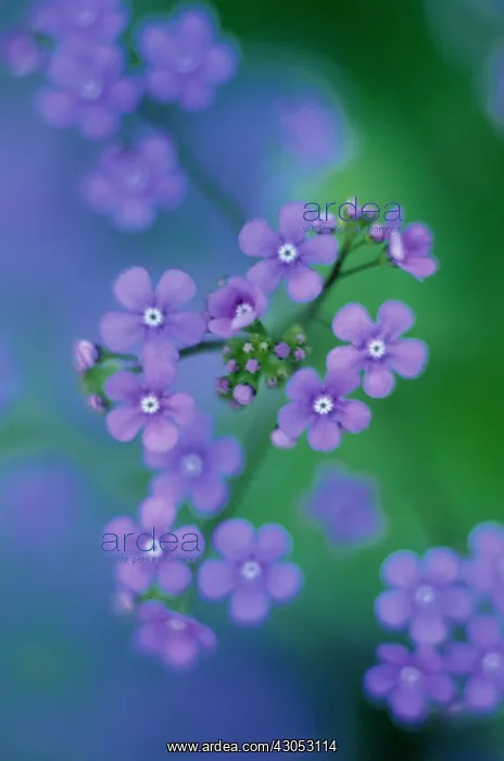 : Forget-me-not : Forget-me-not