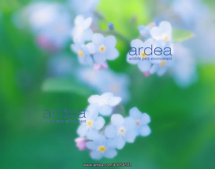 : Forget-me-not : Forget-me-not