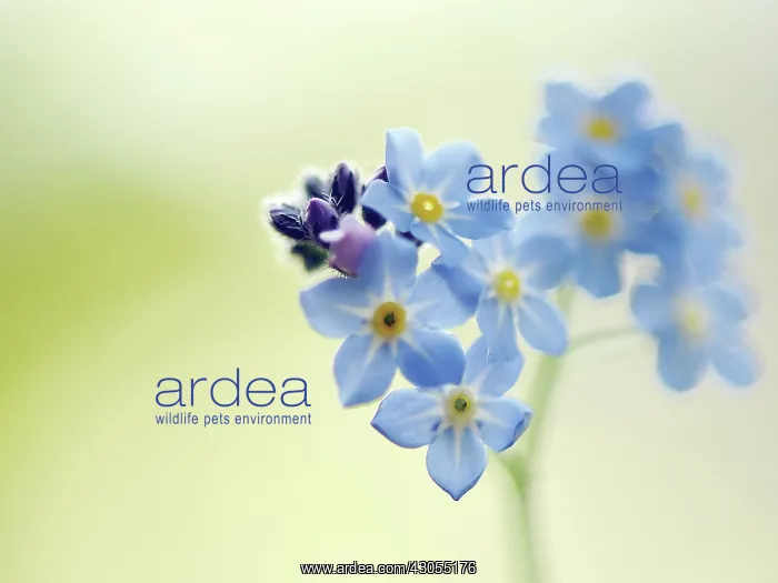  : Forget-me-not