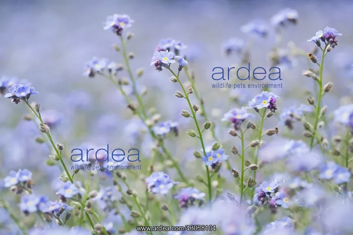 : Forget-me-not : Forget-me-not