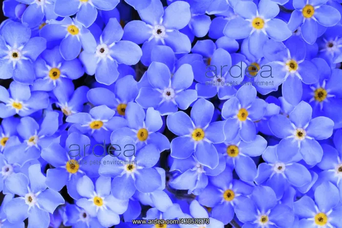 : Forget-me-not : Forget-me-not