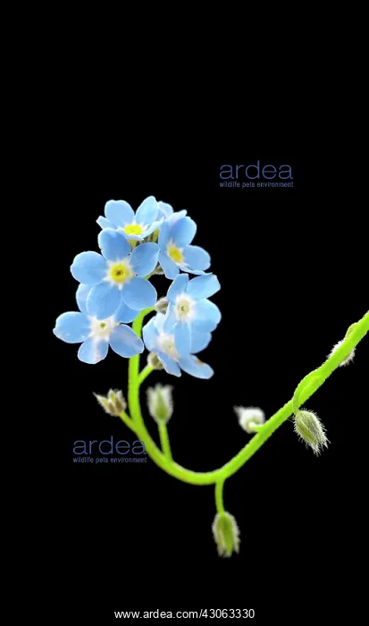 : Forget-me-not : Forget-me-not