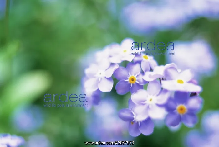 : Forget-me-not : Forget-me-not