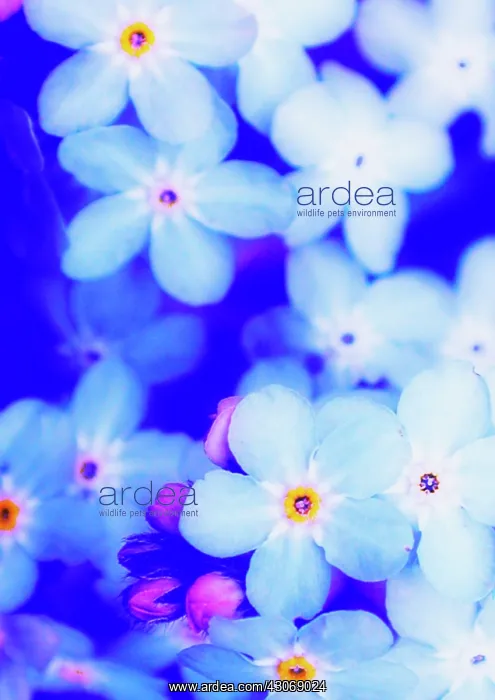 : Forget-me-not : Forget-me-not