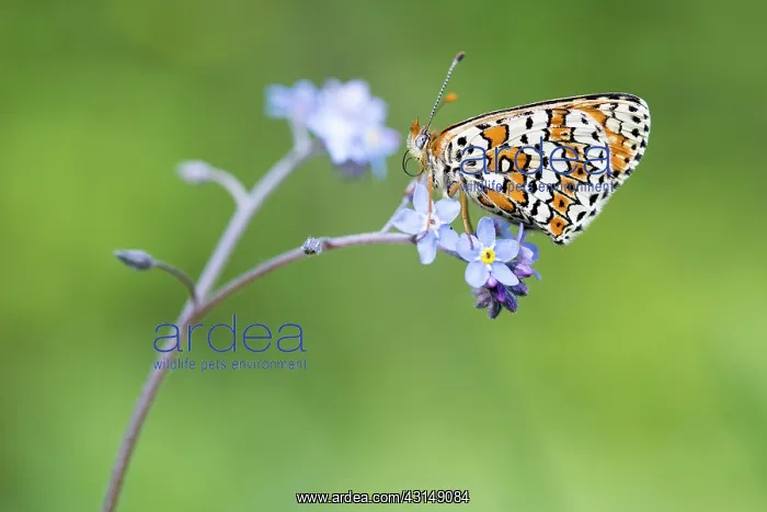 : Forget-me-not : Forget-me-not