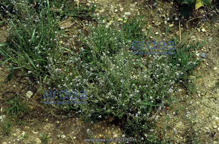: Forget-me-not : Forget-me-not