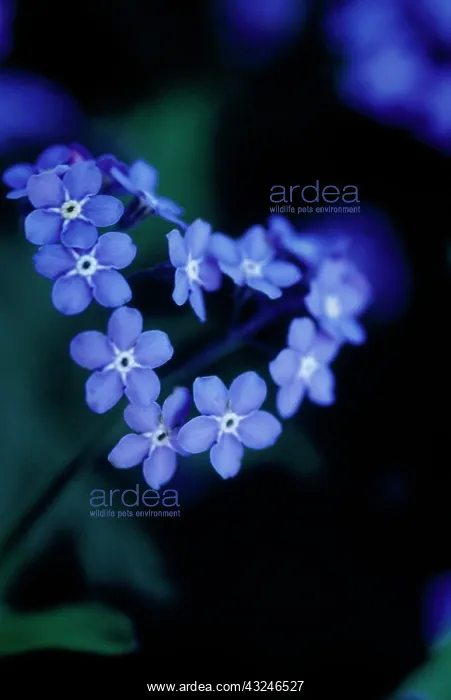  : Forget-me-not